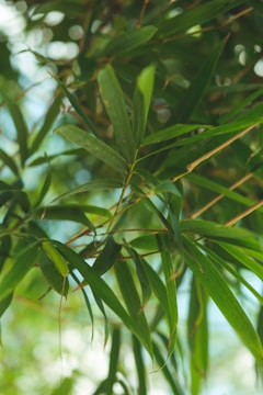 Lush green bamboo leaves are clustered together, illuminated by soft natural light filtering through the foliage. The leaves are long and narrow with a glossy texture, creating a serene and calming atmosphere.