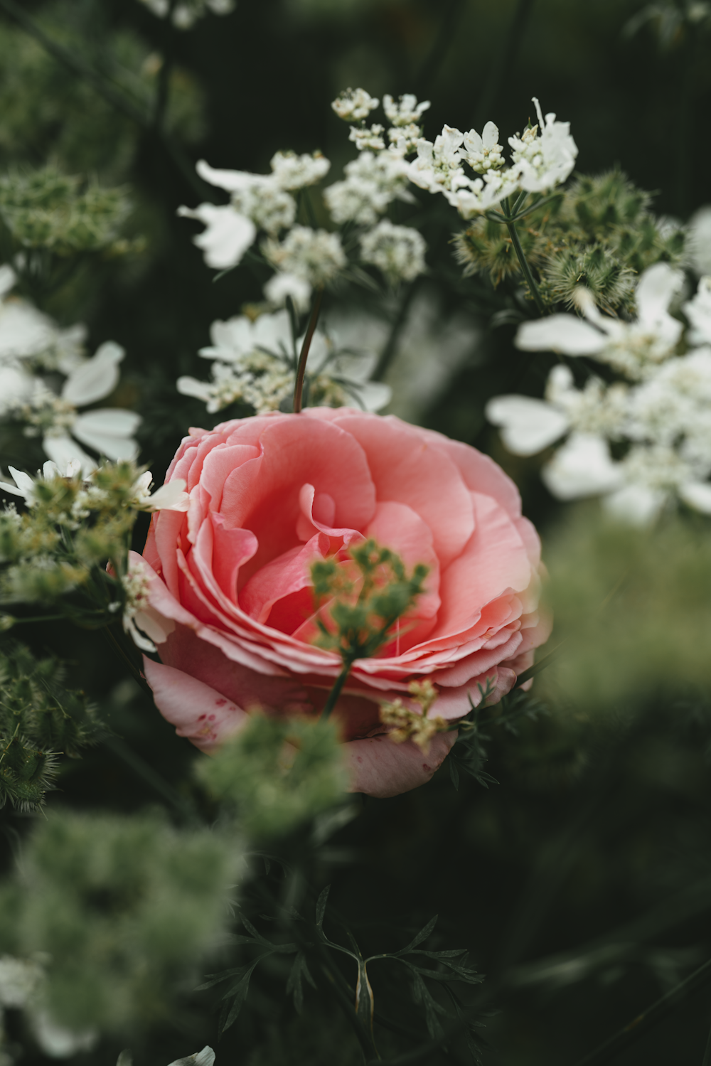 a close up of a rose