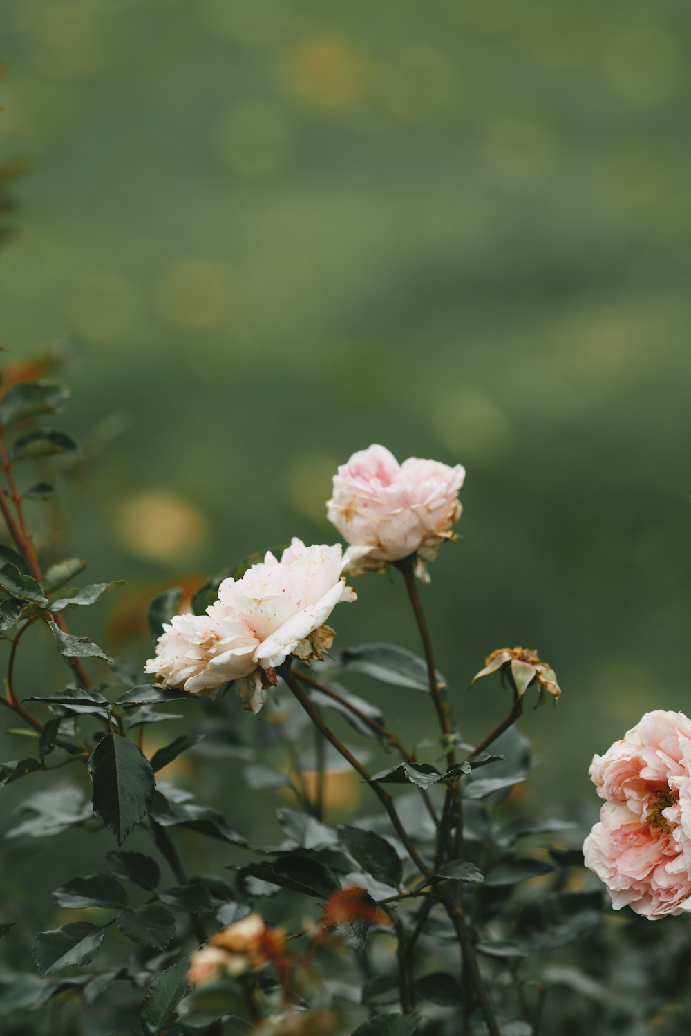 a group of flowers