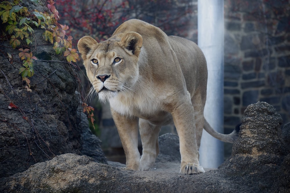 a lion standing on a rock