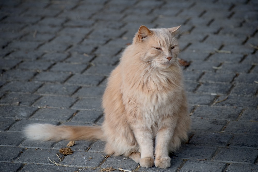 Eine Katze sitzt auf einer Steinoberfläche