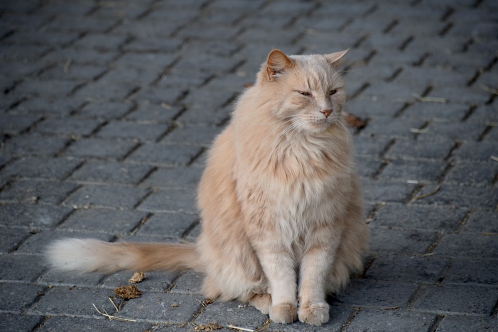 a cat sitting on a stone surface