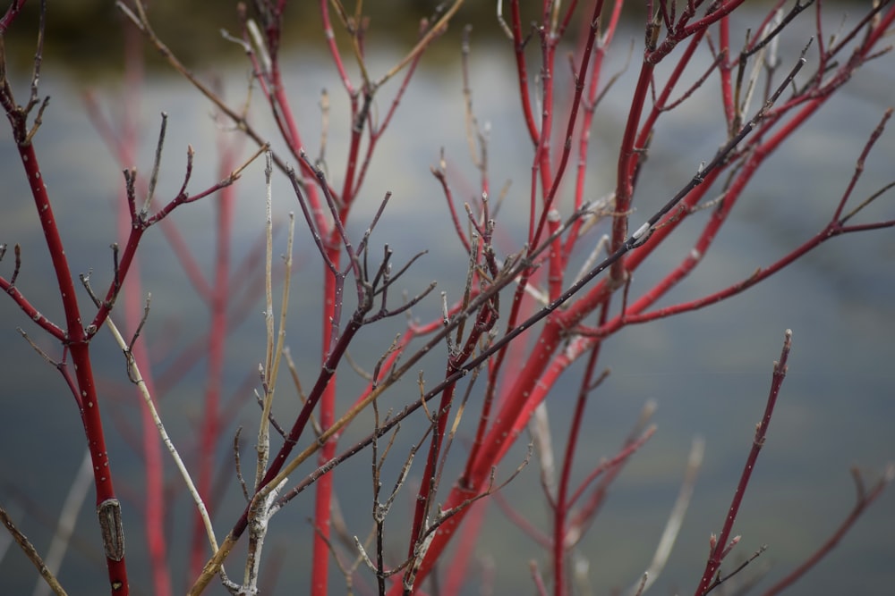 a close up of some branches