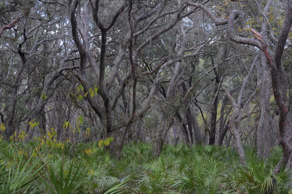 a forest with trees