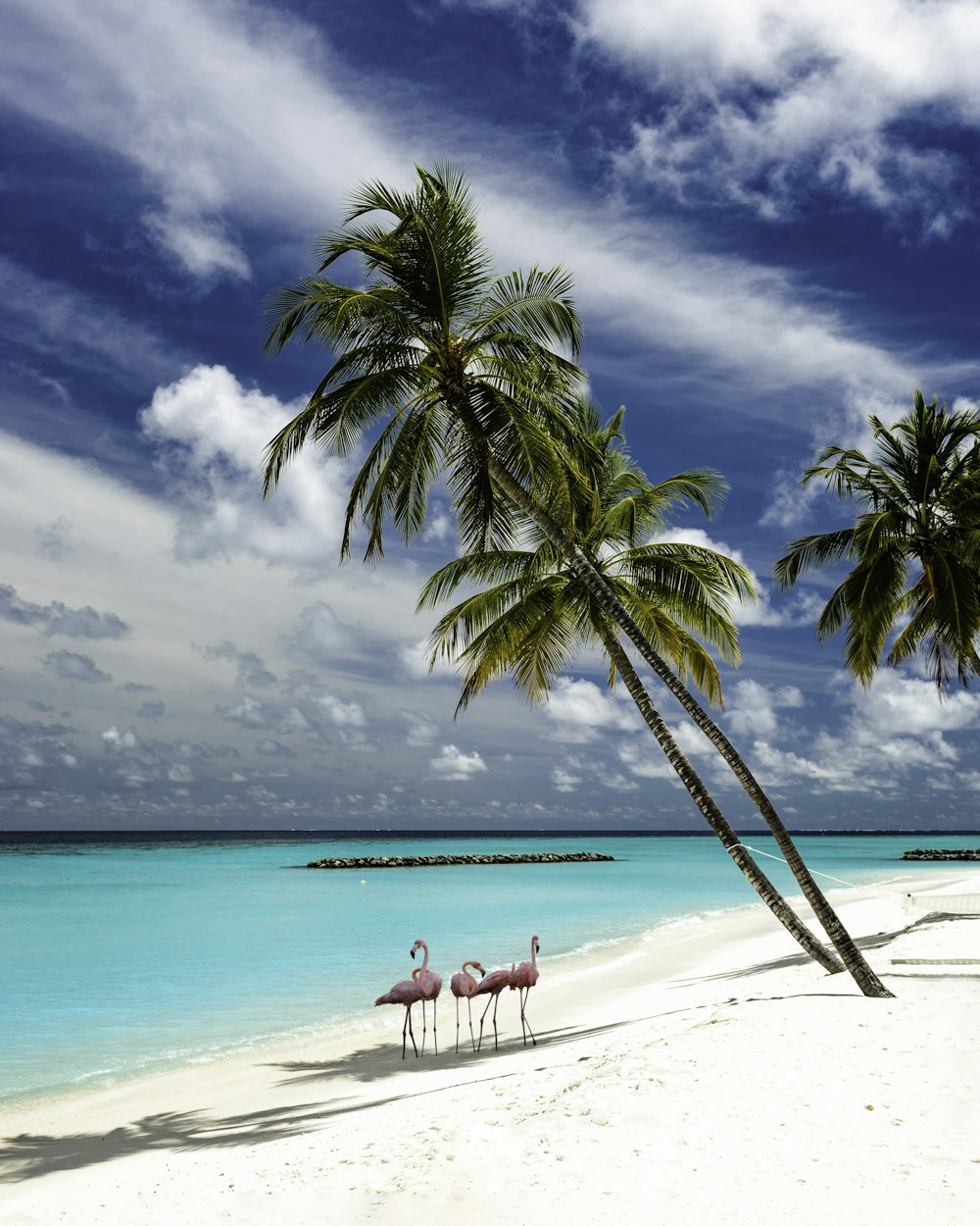 a group of camels on a beach by a palm tree