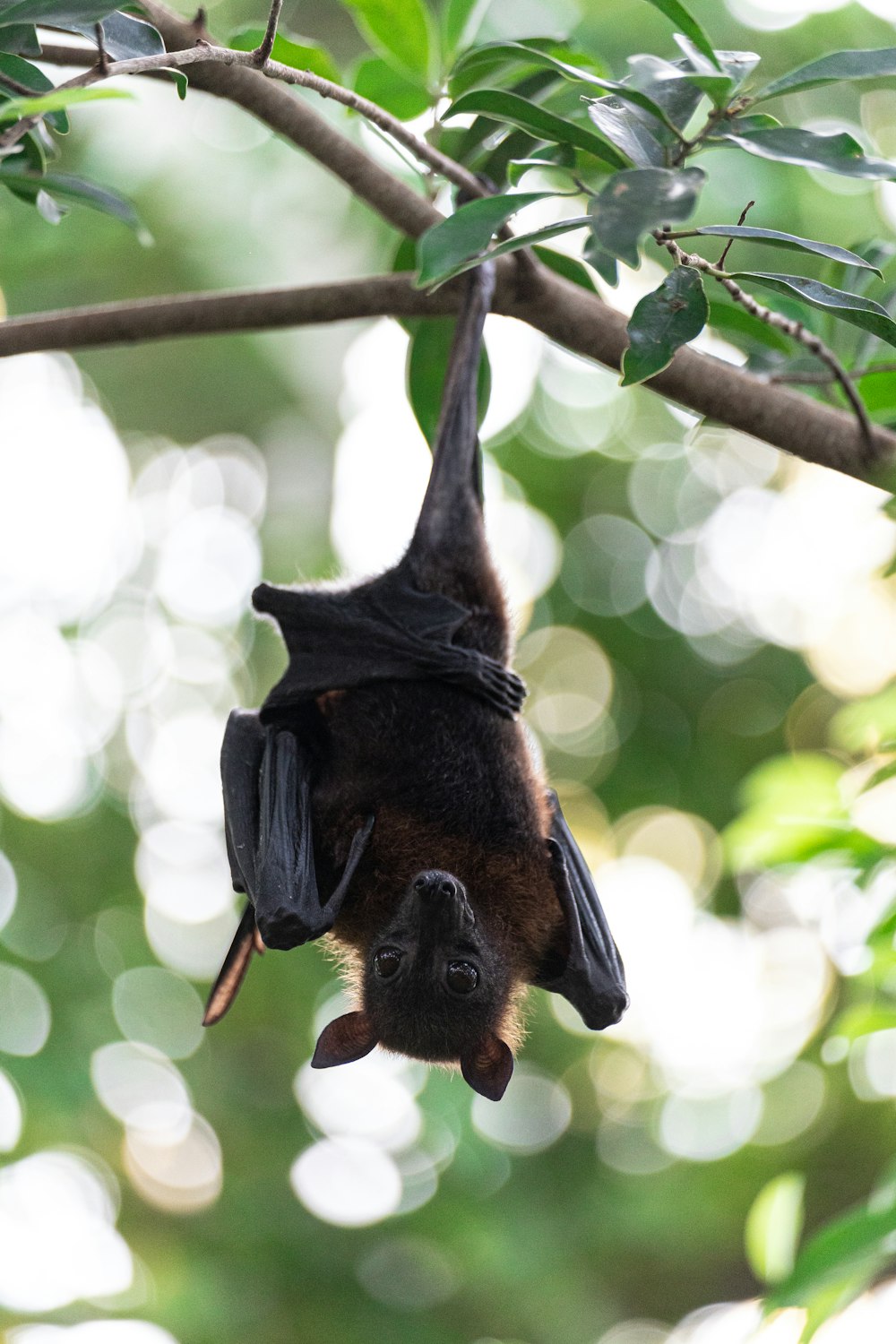 a couple of bats from a tree