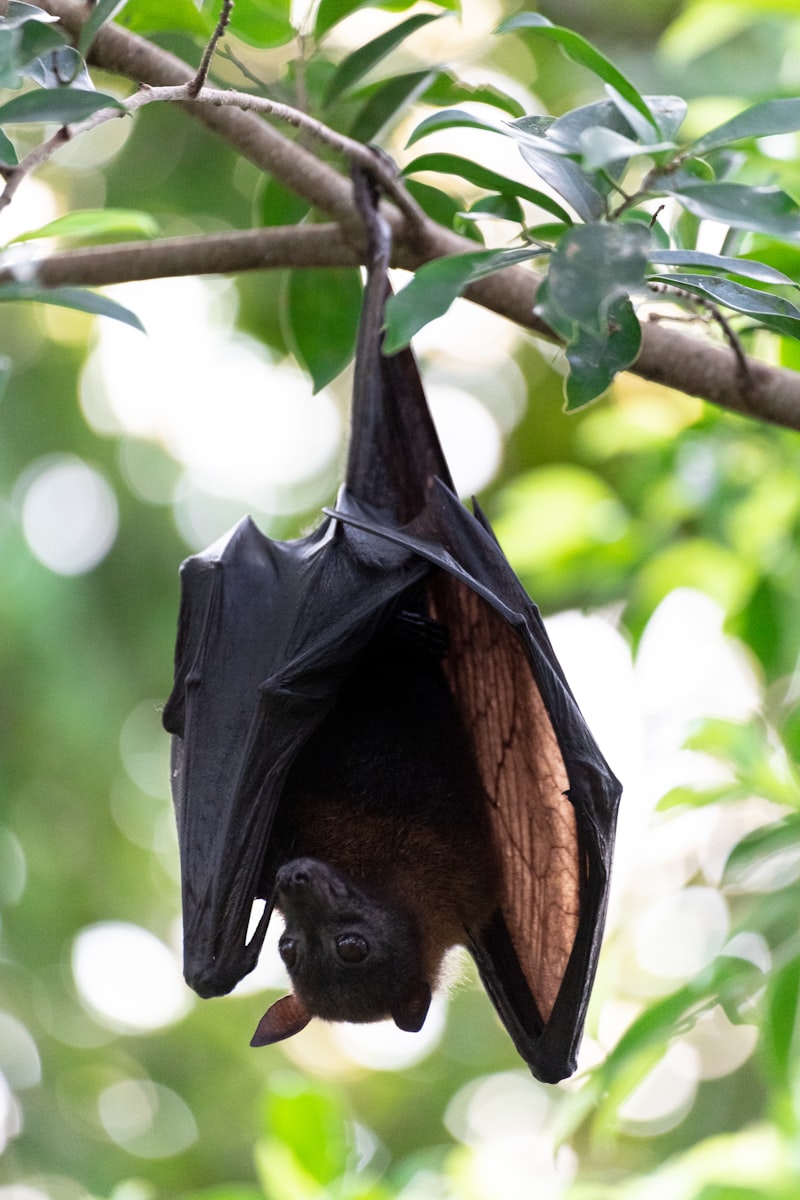 A flying fox hanging upside down from a leafy branch with its dark wings folded around its russet body