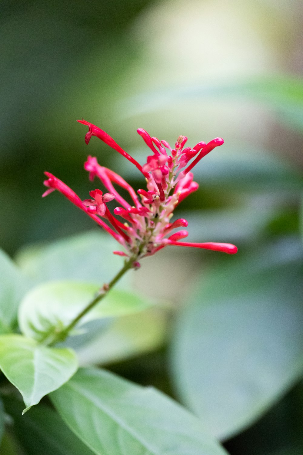 a close up of a flower