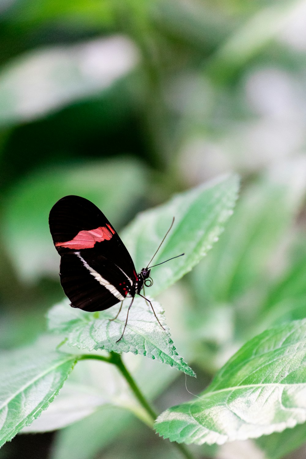 a butterfly on a leaf