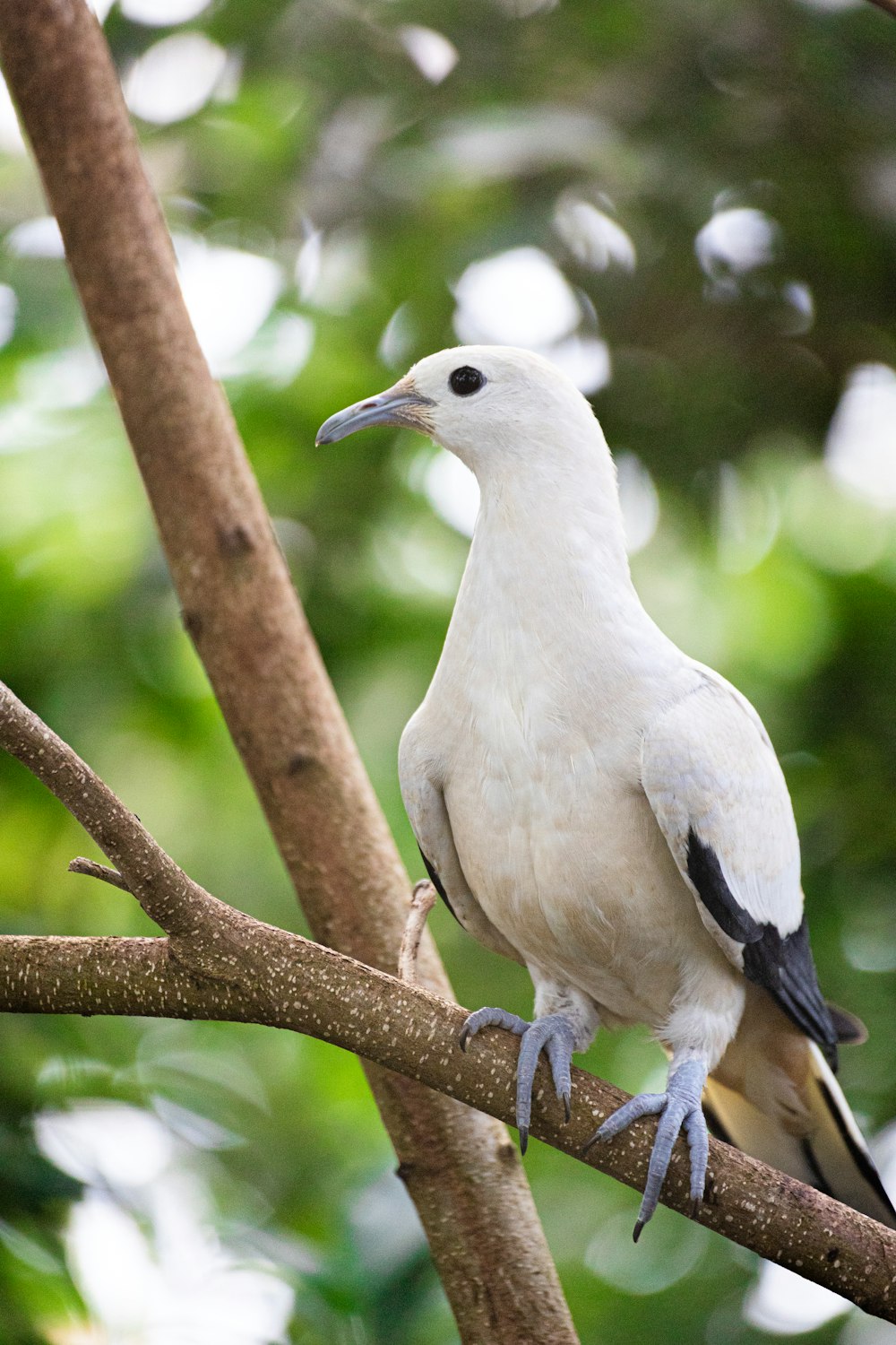 a bird on a branch