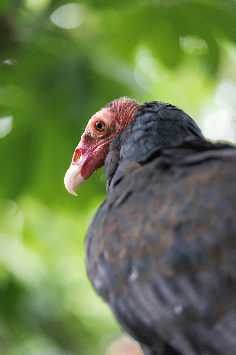 a bird with a red head