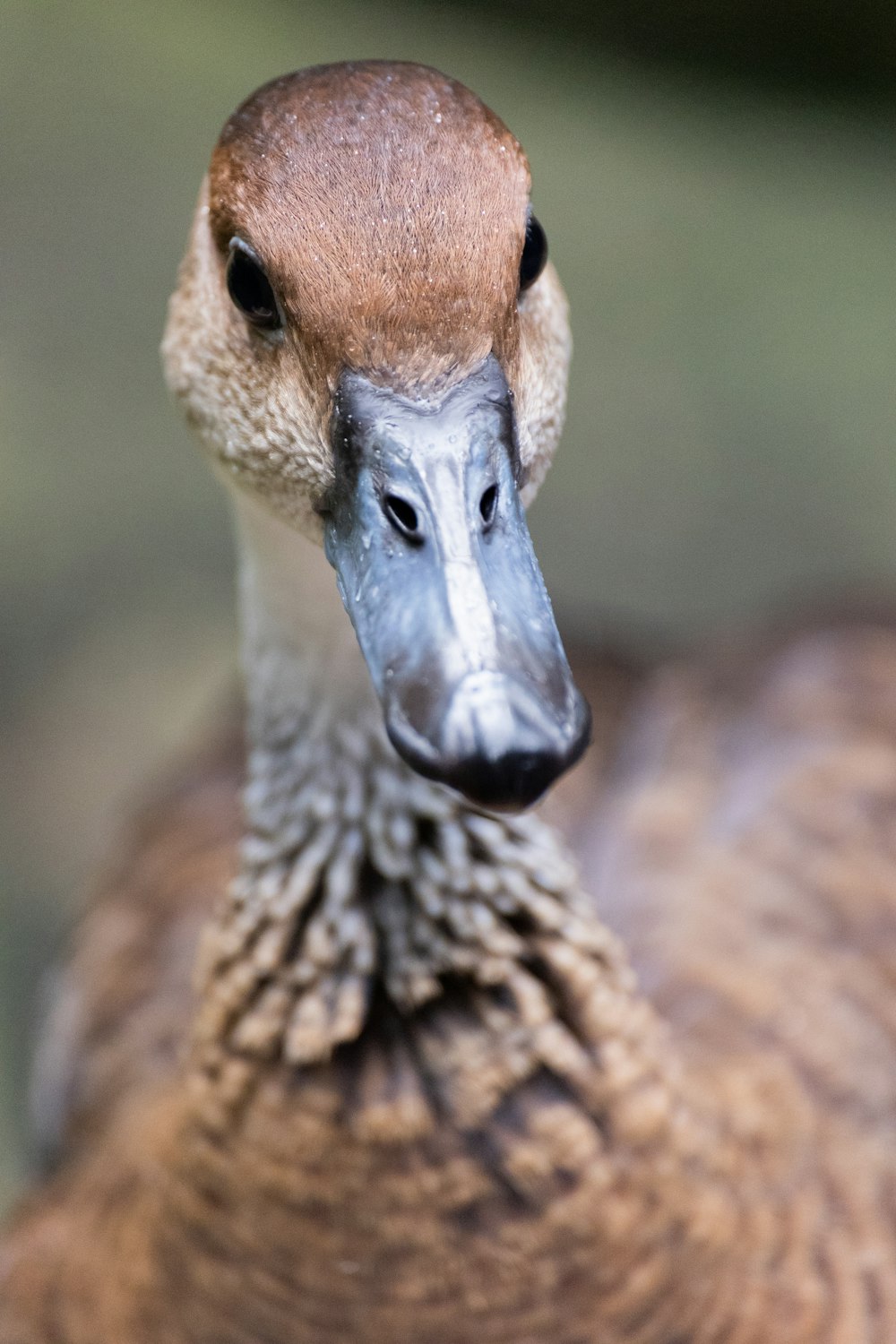 a brown and white duck