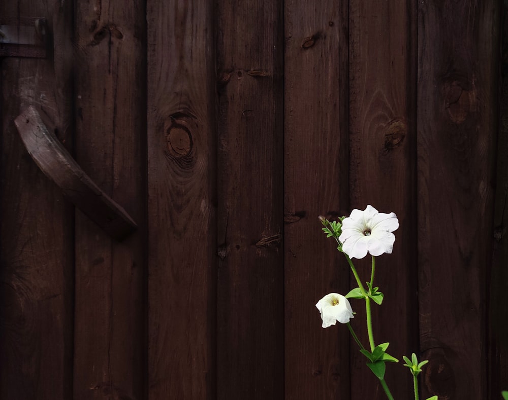 a couple white flowers