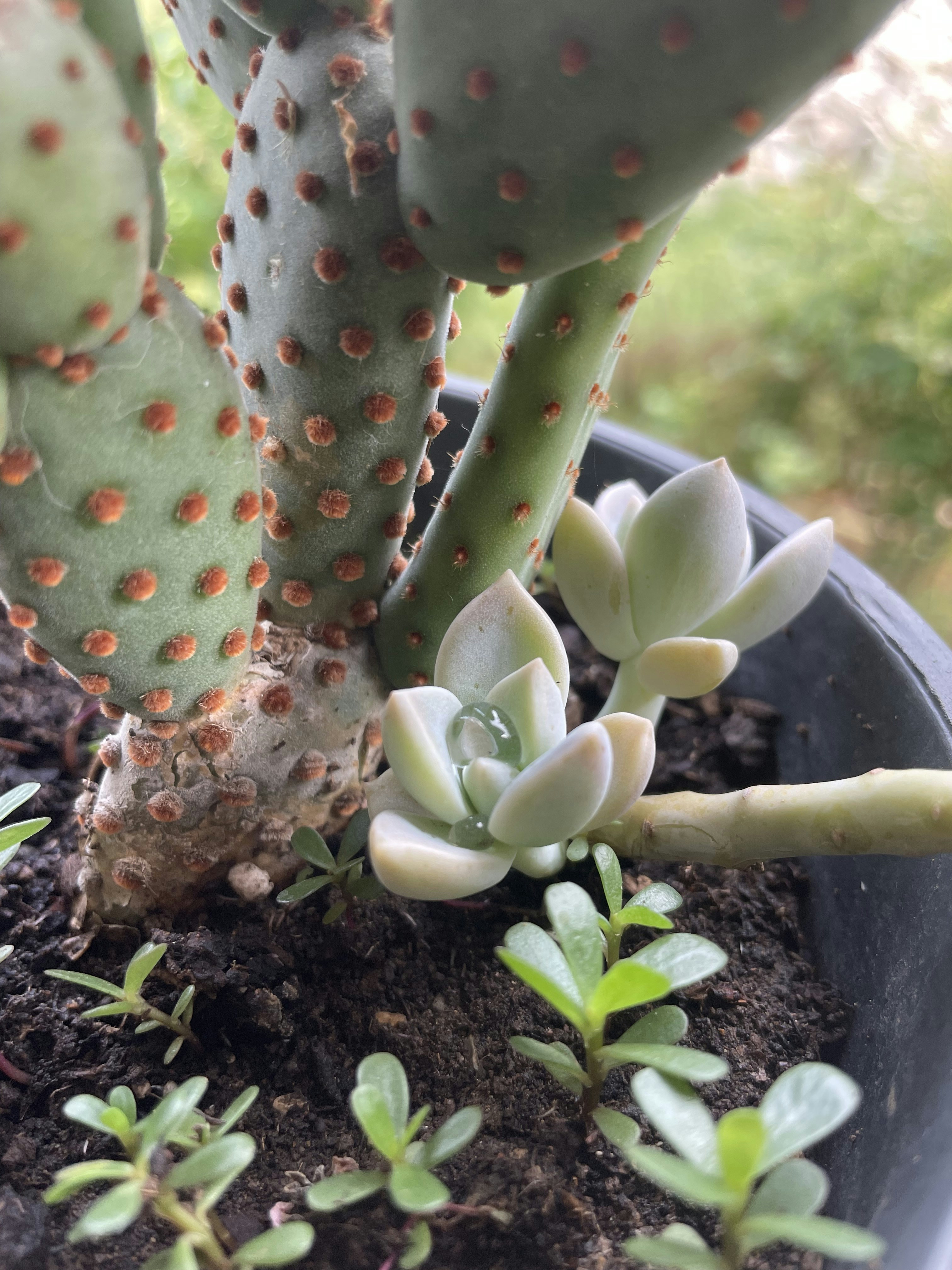 The Best Fertilizers for Growing Cactus Plants and Other Succulents