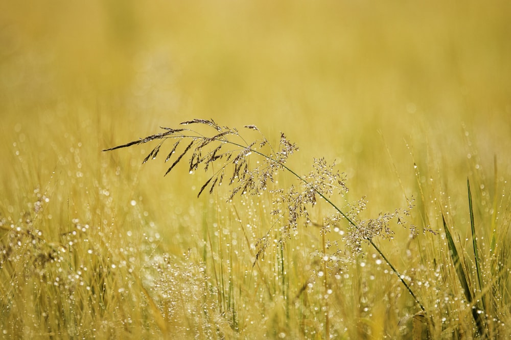a close up of a wheat field