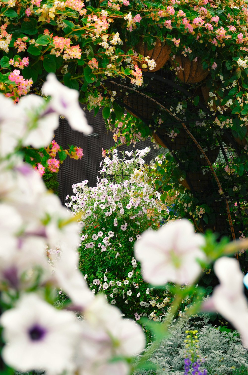 a close-up of some flowers