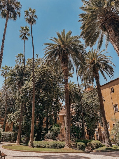 Early morning scene of courtyard with soft light filtering through tall palm trees and surrounding walls.
