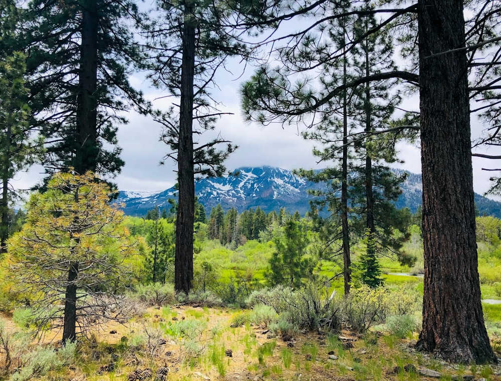 a forest with trees and mountains in the background