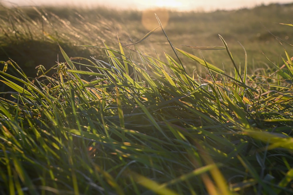 a close-up of some grass