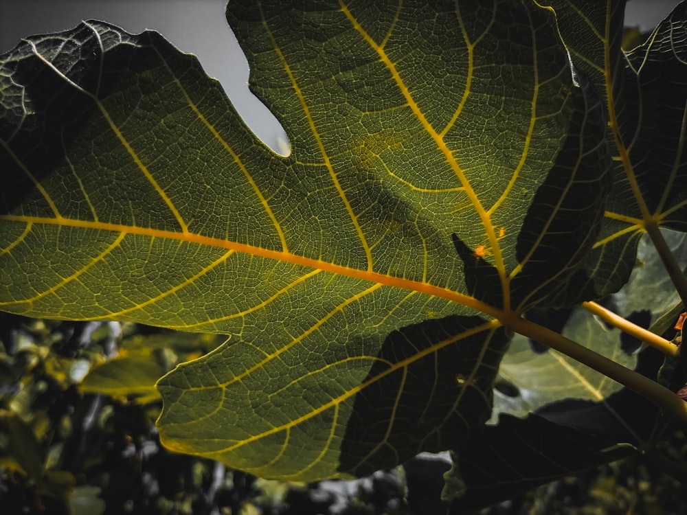 a group of people holding a yellow leaf