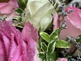 Close-up of delicate pink roses with dewdrops on petals