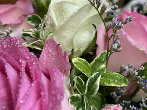 A close-up of fresh roses with dewdrops on the petals. The image captures pink and white roses surrounded by green leaves and small purple flowers. The dewdrops add a refreshing and delicate touch to the scene.