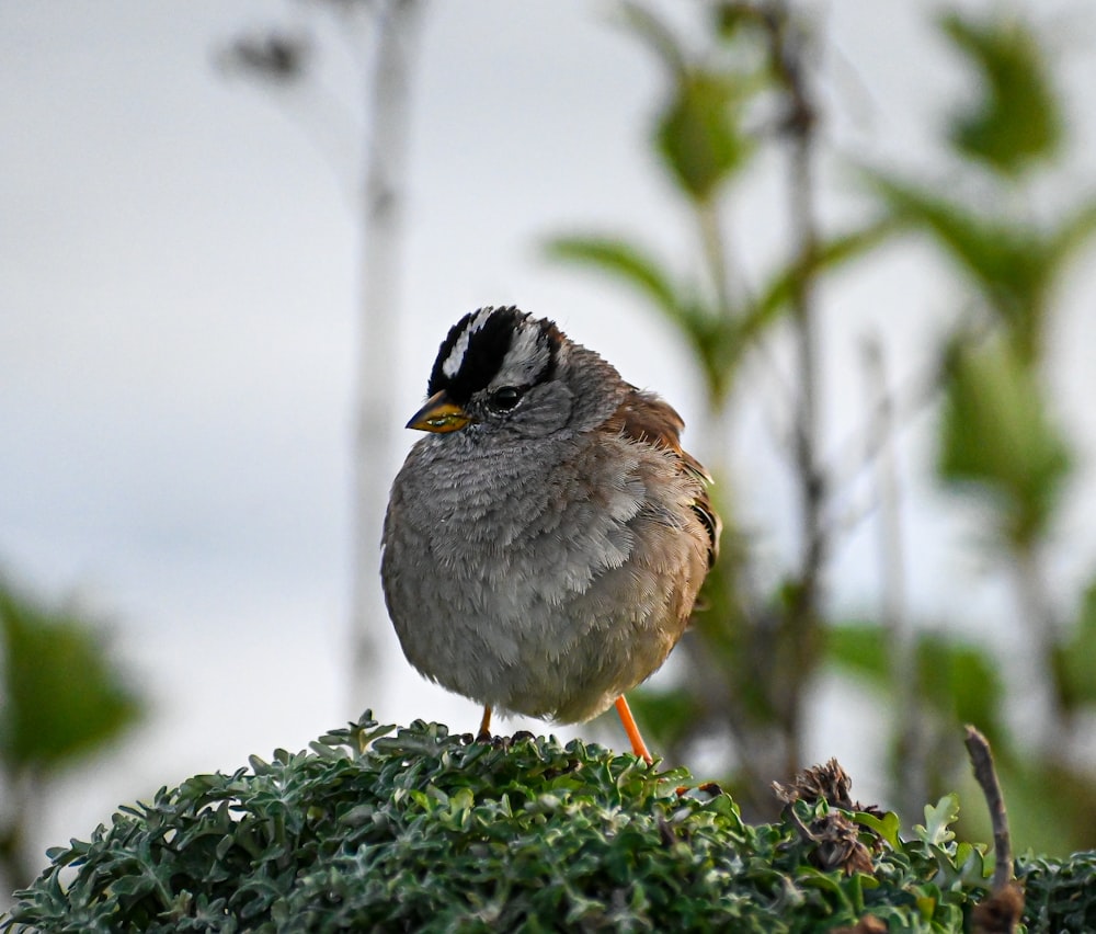 a bird standing on a branch