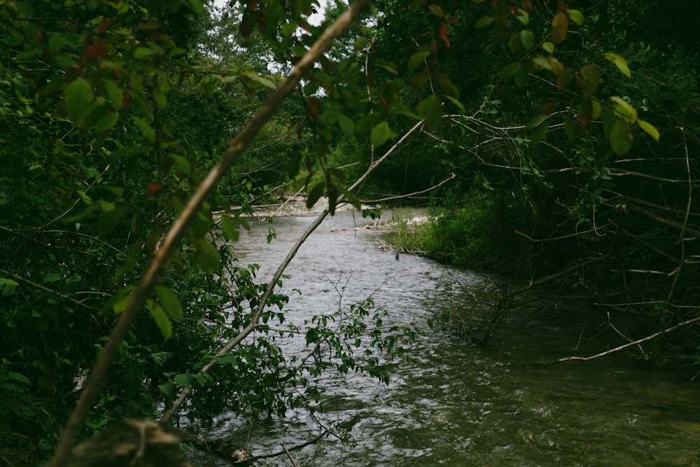 Ein Fluss mit Bäumen um ihn herum