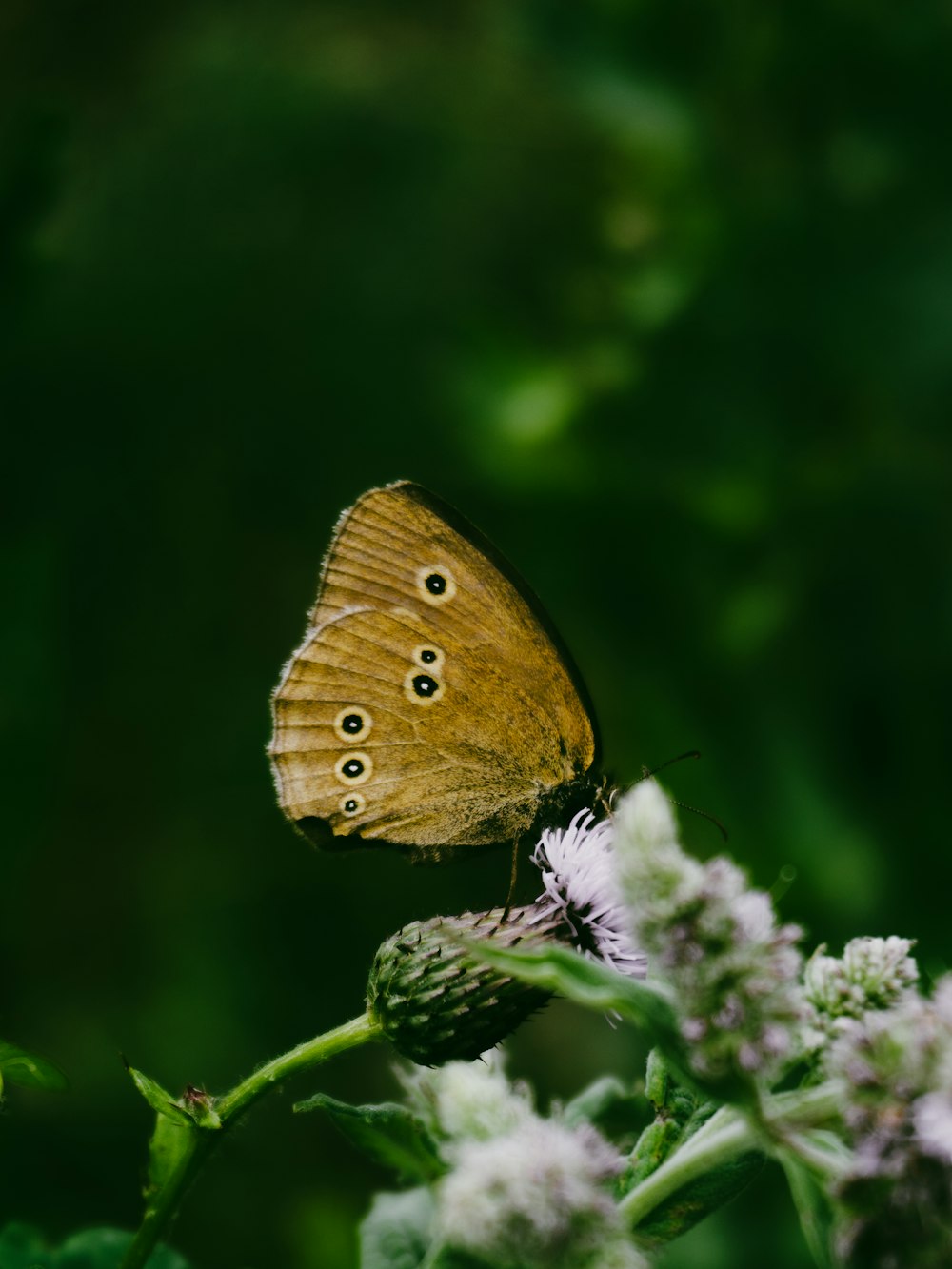 a butterfly on a flower