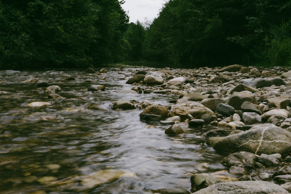 a river with rocks and trees