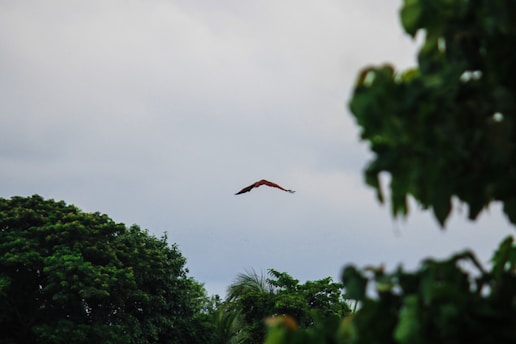 A serene landscape with a soaring eagle against a clear blue sky, symbolizing freedom and renewal.