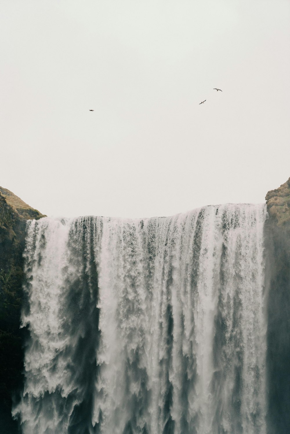 a flock of seagulls flying in the air