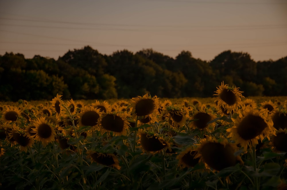 Ein Feld mit Sonnenblumen