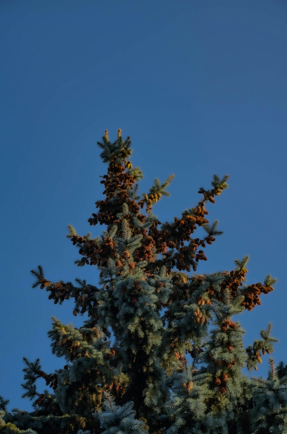 a tree with leaves