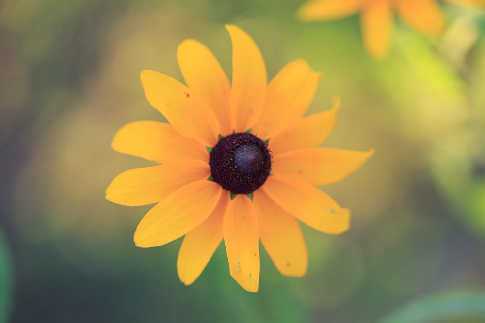 a yellow flower with a black center