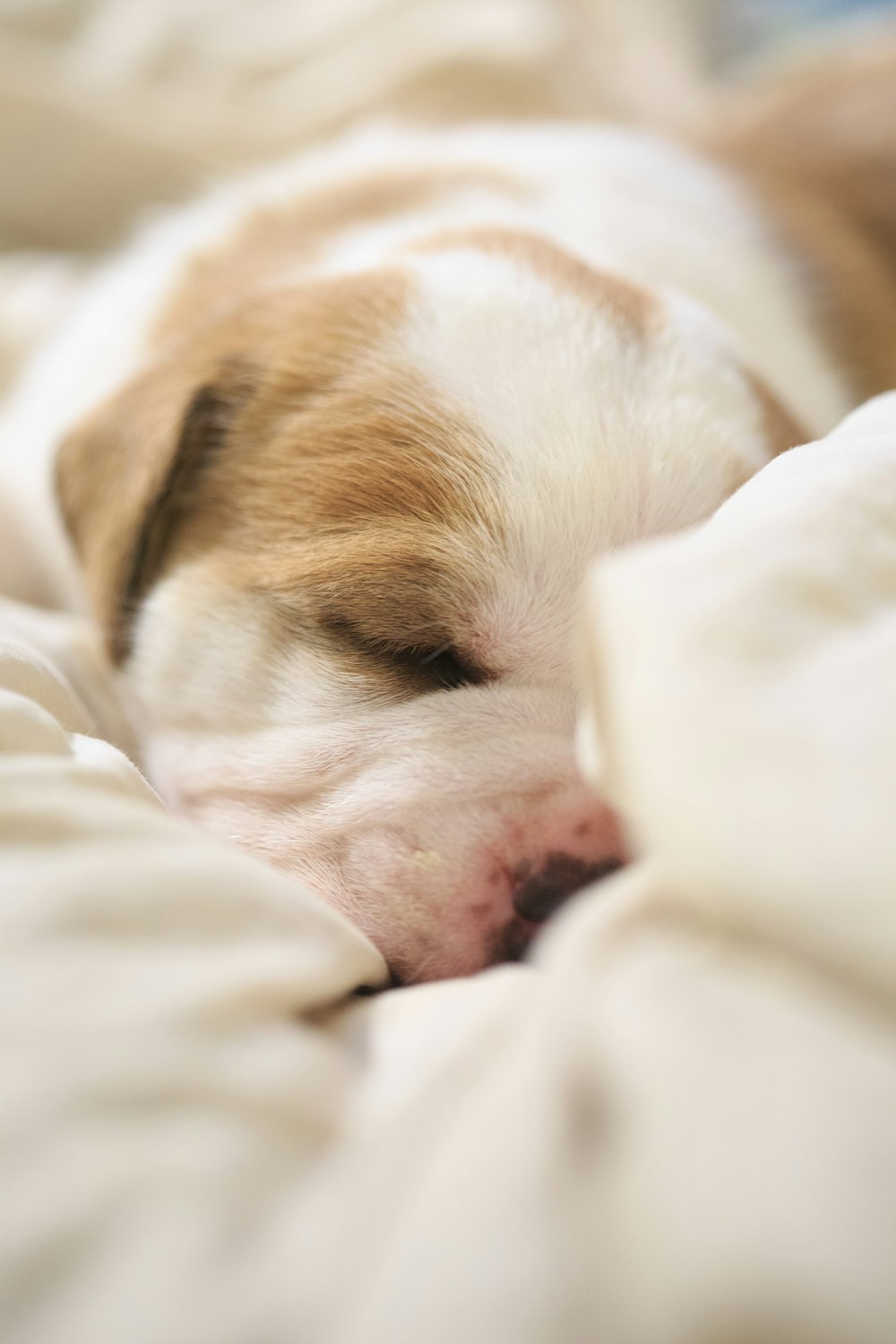 a small brown and white puppy