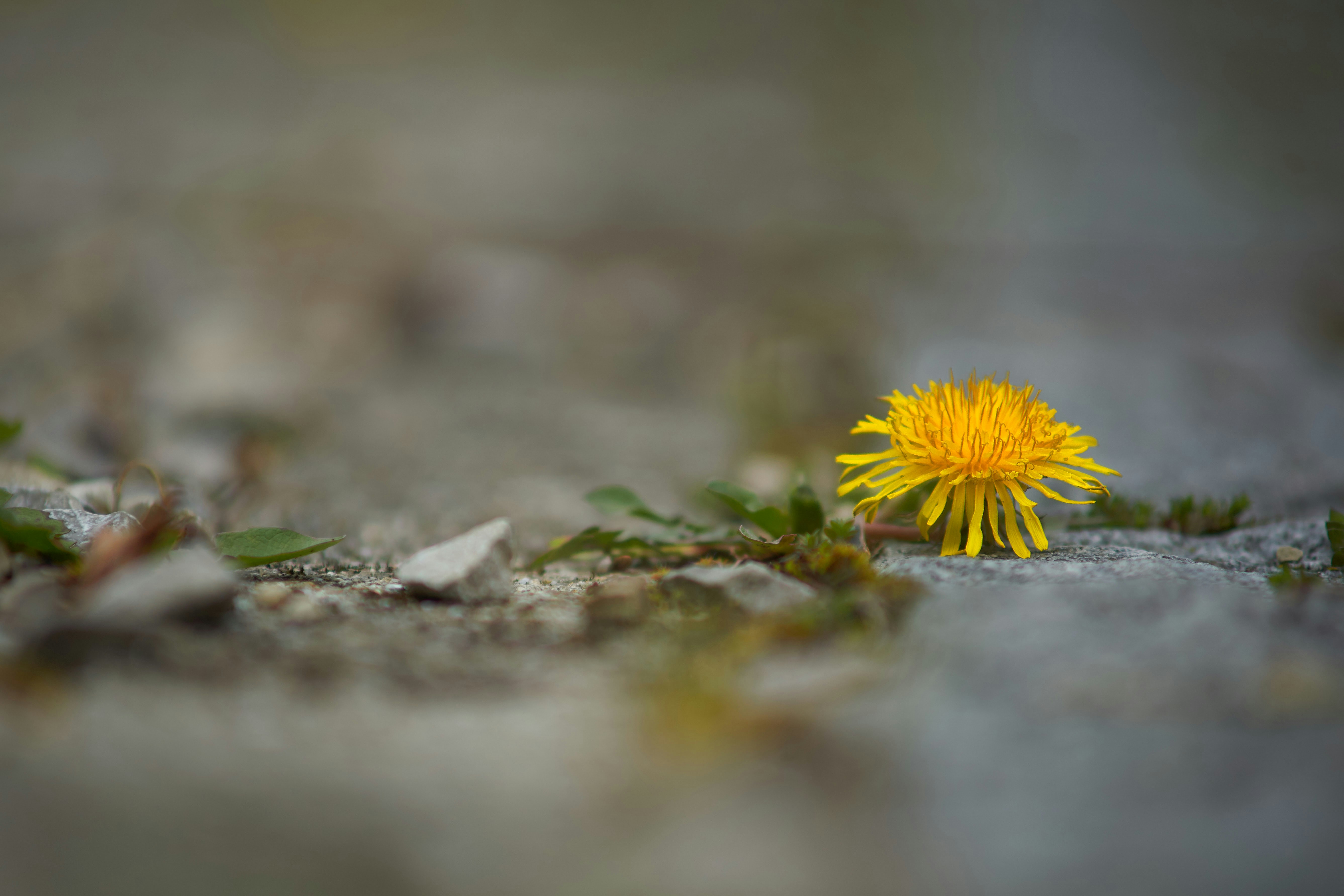 a yellow flower on a rock