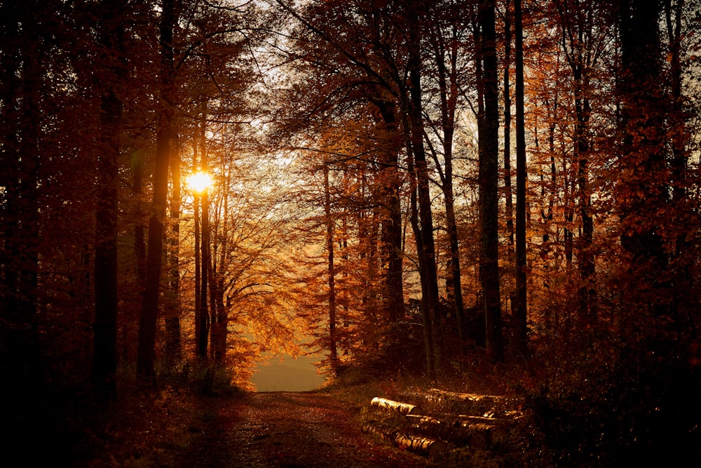 a path through a forest