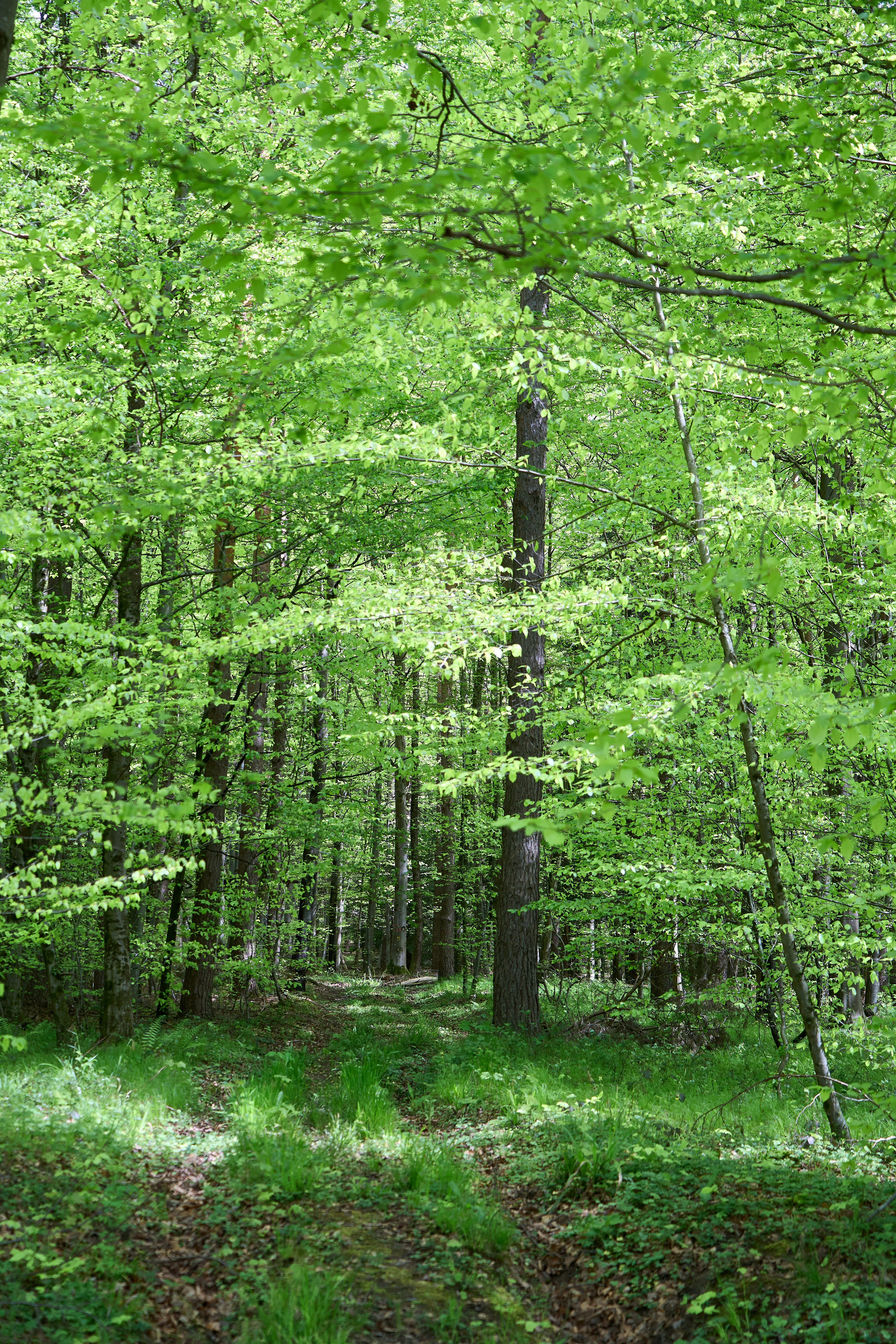 Photo by wolfgang_hasselmann