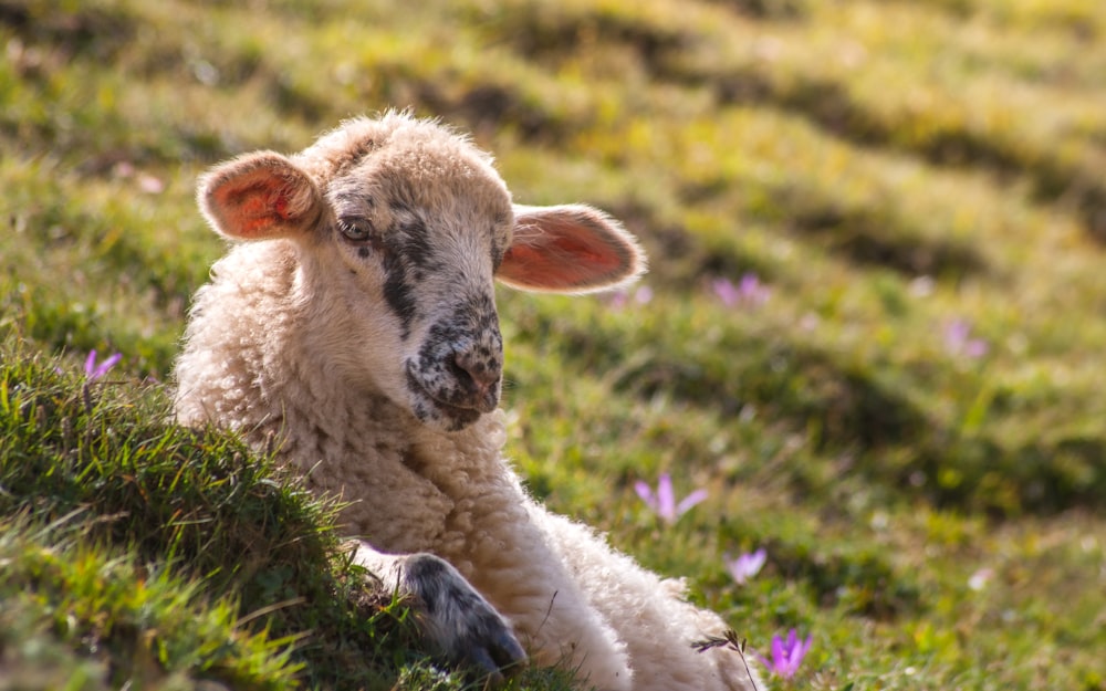 ein Schaf, das im Gras liegt