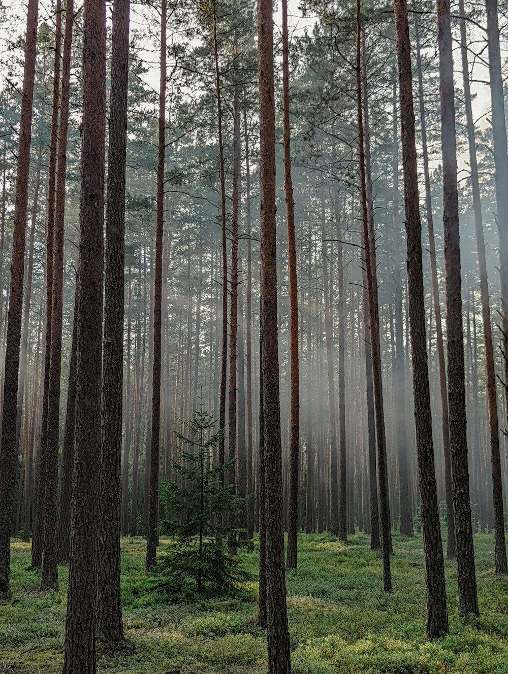 a forest of tall trees