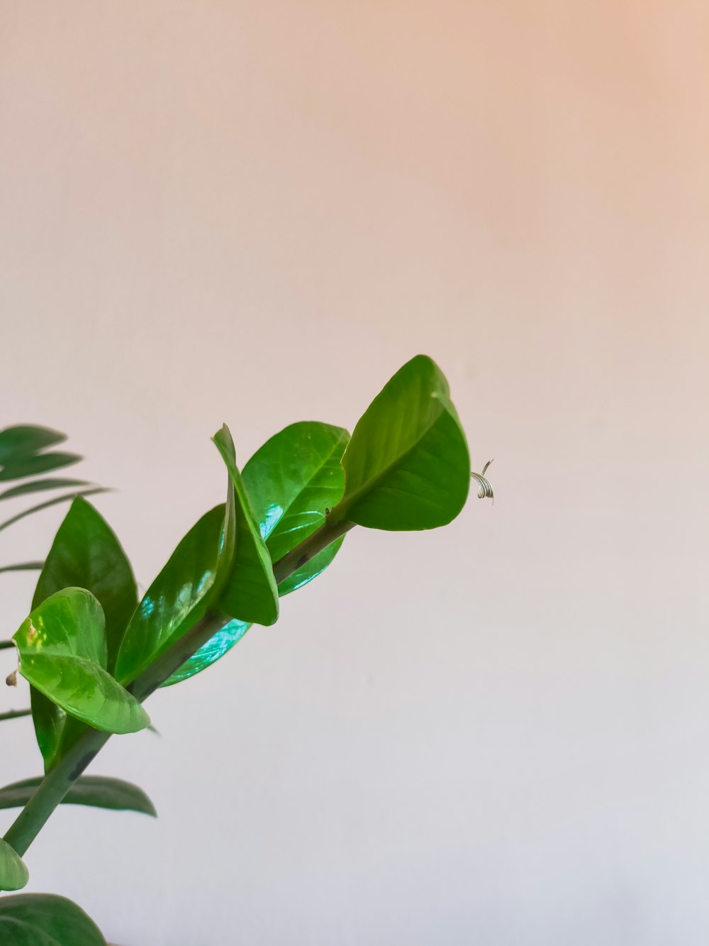 a spider on a plant