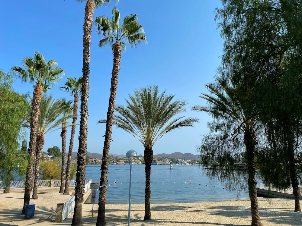 a group of palm trees next to a body of water