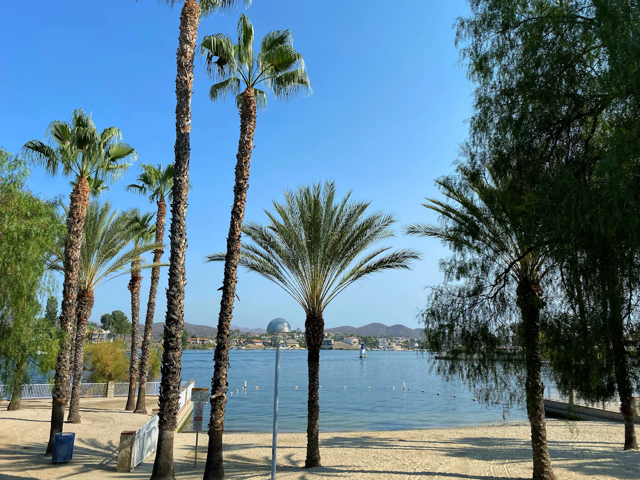 Palm trees along the shore of Canyon Lake
