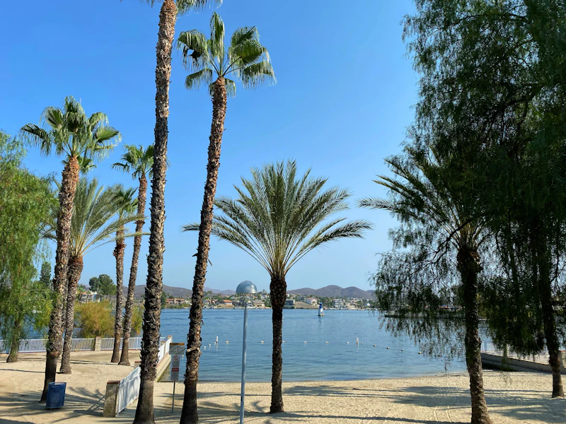 Palm trees along the shore of Canyon Lake