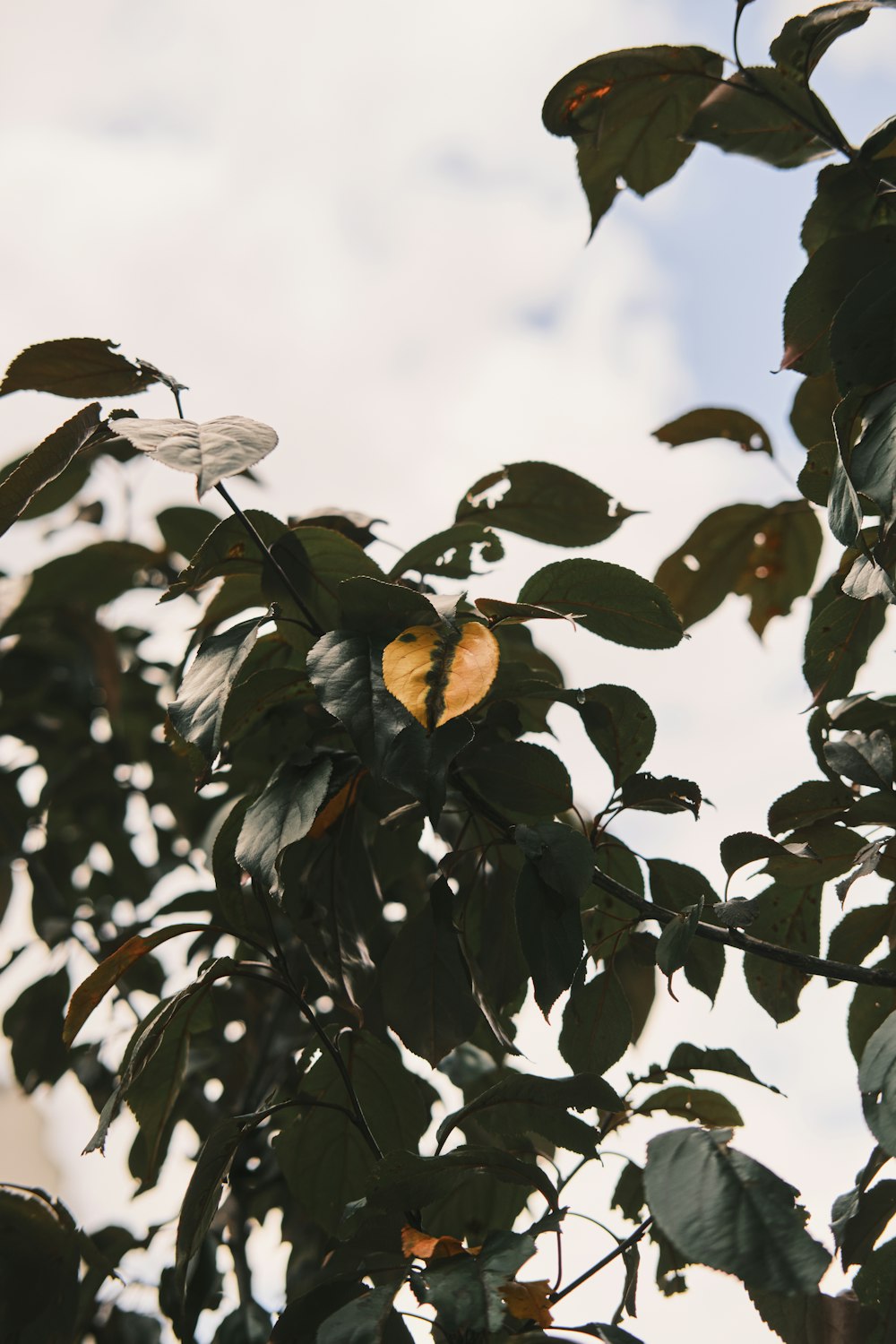 a yellow flower on a tree