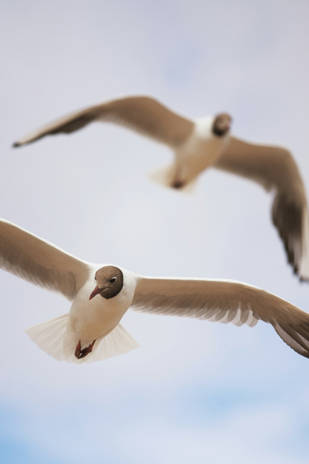 a group of birds flying