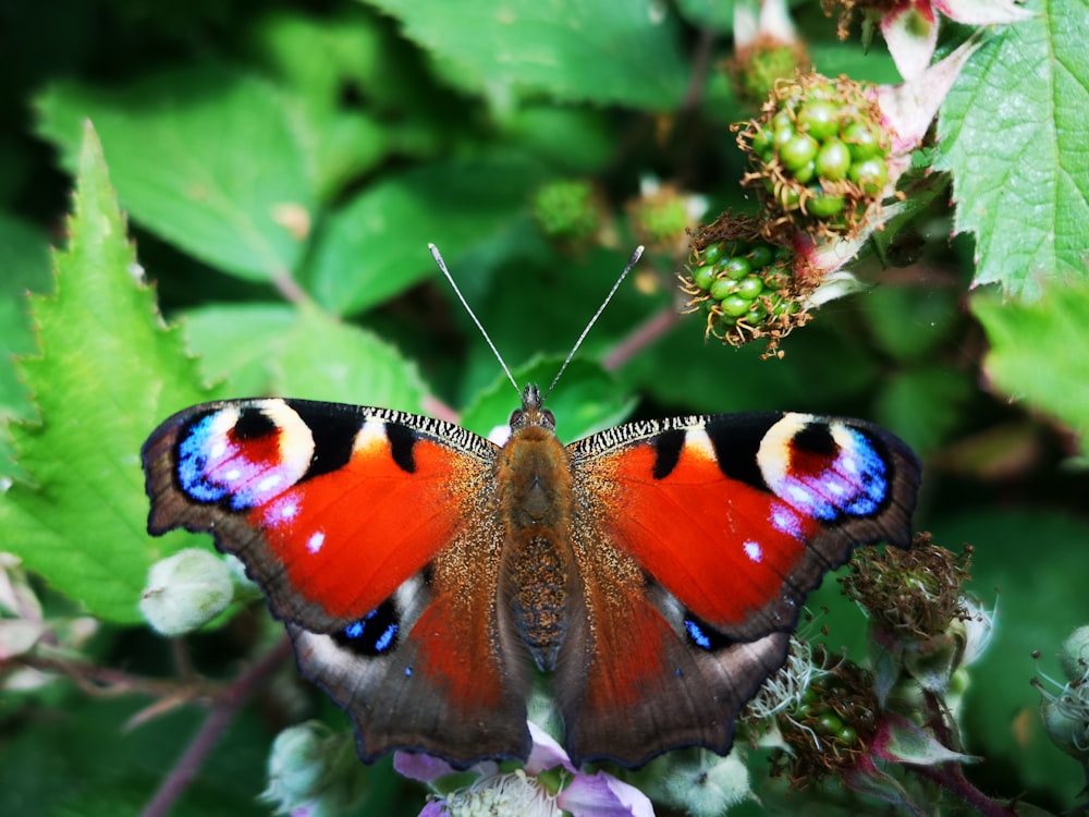 a butterfly on a flower