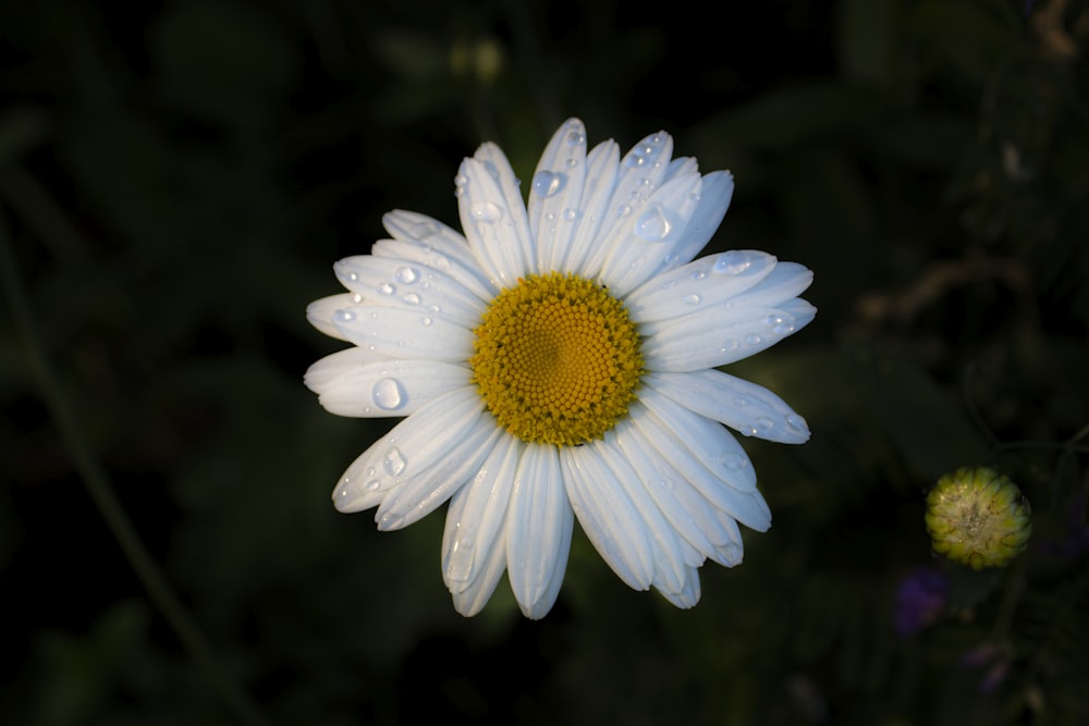 a white flower with yellow center