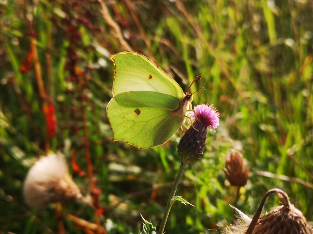 a green and yellow butterfly on a purple flower